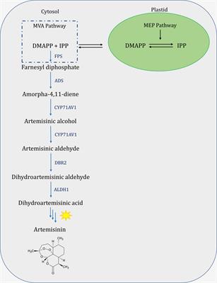 Elevation of artemisinin content by co-transformation of artemisinin biosynthetic pathway genes and trichome-specific transcription factors in Artemisia annua